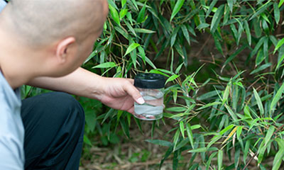 蟲害預警與監(jiān)測